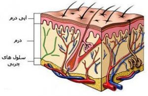 پوست ما دارای چندین لایه است که داخلی‌ترین لایه آن درمیس نام دارد