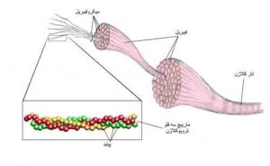 کلاژن سازی و ترمیم پوست ترک خورده