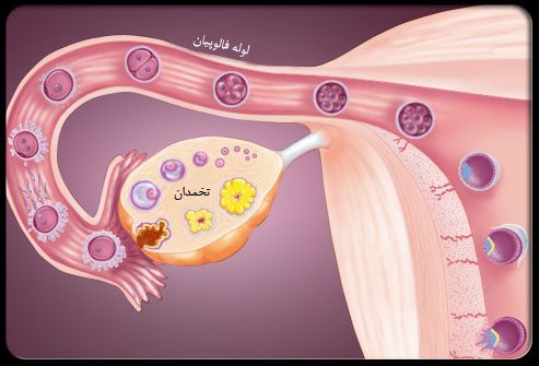 تخمک گذاری در زنان
