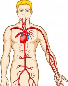 دستگاه گردش خون بدن انسان