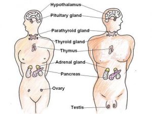 غدد هورمونی بدن انسان