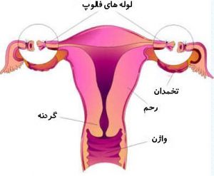 لوله فالوپ دستگاه تولید مثل زنانه