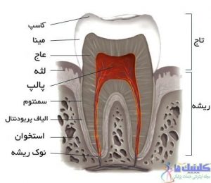 ساختمان دندان