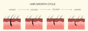 چرخه رشد مو