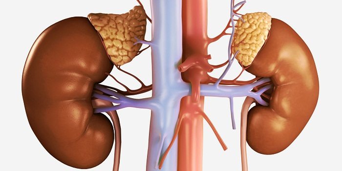 غدد فوق کلیوی تنظیم هورمون زنانه استروژن و پروژسترون