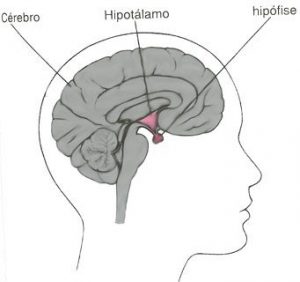 هیپوفیز و غدد هورمونی در مغز