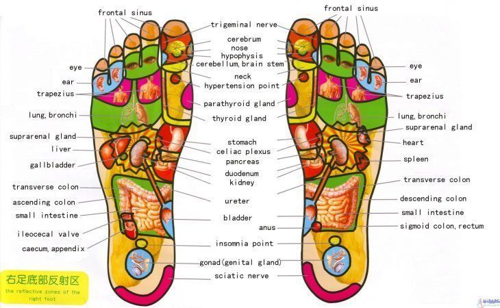 طب سوجوک درمانی یا سوجوک تراپی برای درمان بیماری و درد و زیبایی بدن از طریق کف دست و پا و گوش انجام می شود