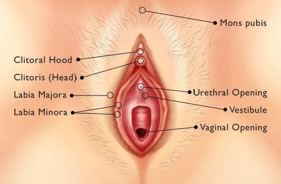 آناتومی واژن زنان و لبه‌های داخلی و خارجی 
